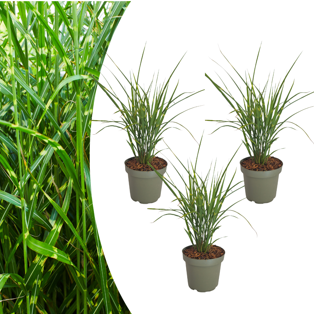 🌾 Miscanthus sinensis 'Zebrinus' – Zebragras | 3 stuks