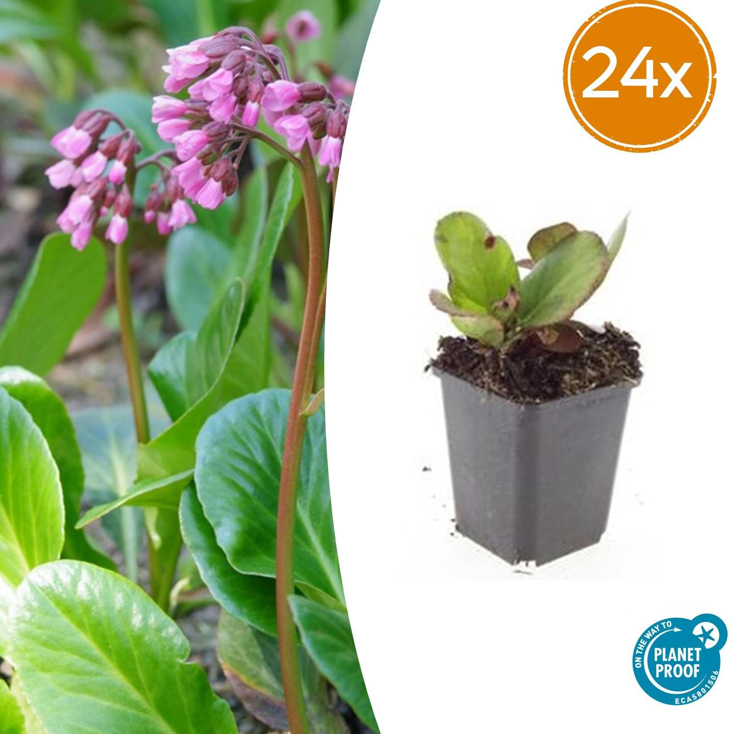 🌿 Bergenia ‘Herbstblüte’ – Wintergroene Bloeiende Bodembedekker (24 stuks)