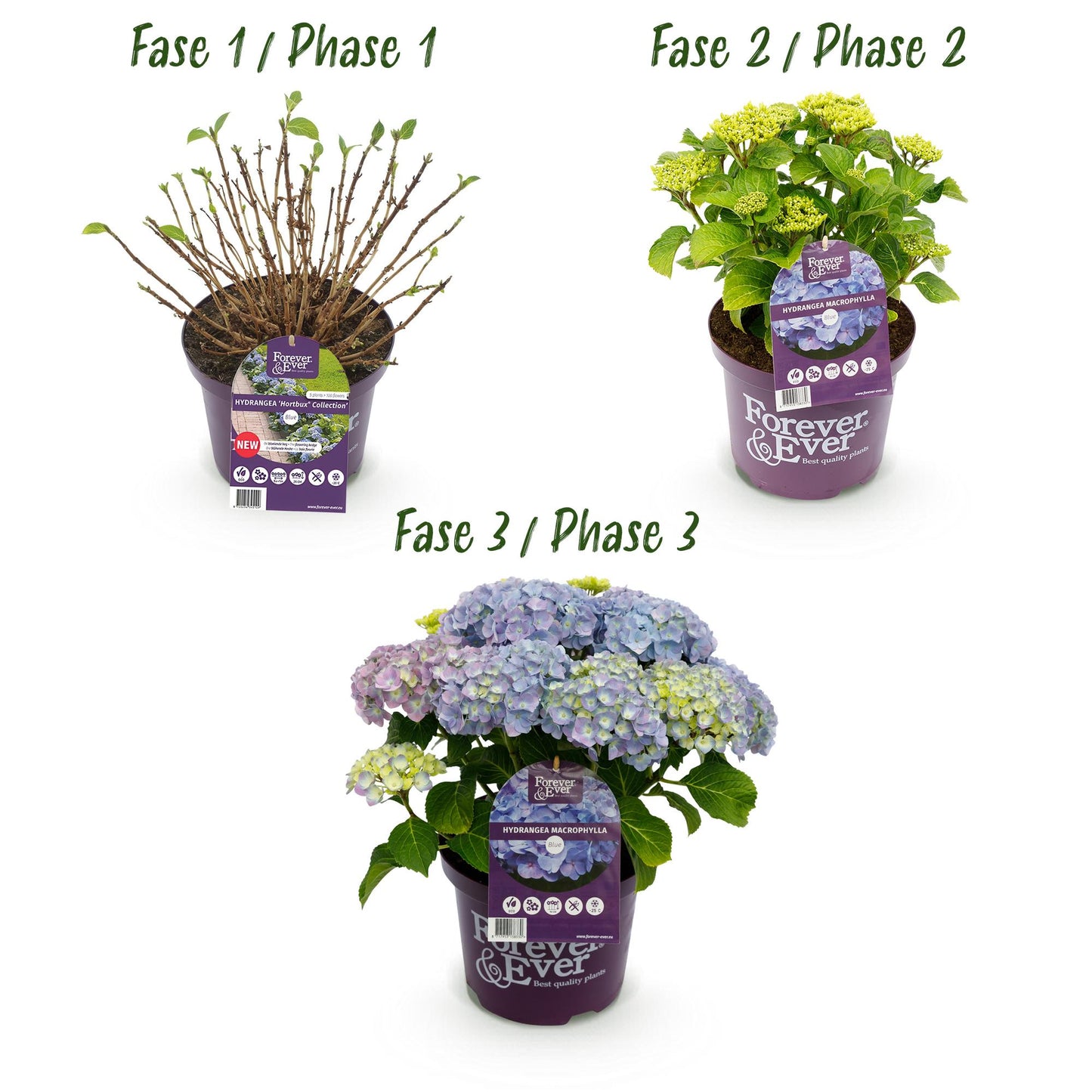 💙 Hydrangea Forever & Ever Blauw – Hortensia | (2 stuks)