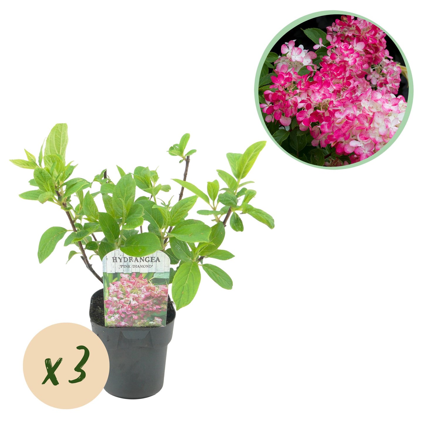 🌸 Hydrangea paniculata ‘Pink Diamond’ – Pluimhortensia | (3 stuks)
