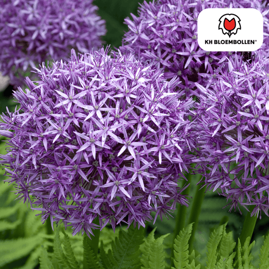 Allium ‘Globemaster’ 🌸 | 5 Bloembollen – Grote Sierui, Bijenlokker & Duurzaam