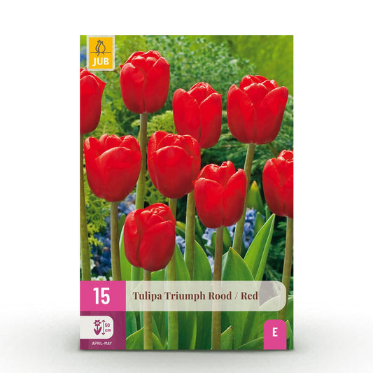 ❤️🌷 Tulp Triumph Red – Klassiek Rode Voorjaarstulp (15 stuks)