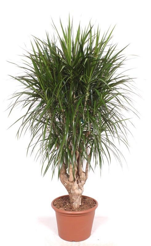 🌿 Dracaena Marginata Vertakt XXL – Exclusieve Grote Kamerplant met Tropische Uitstraling