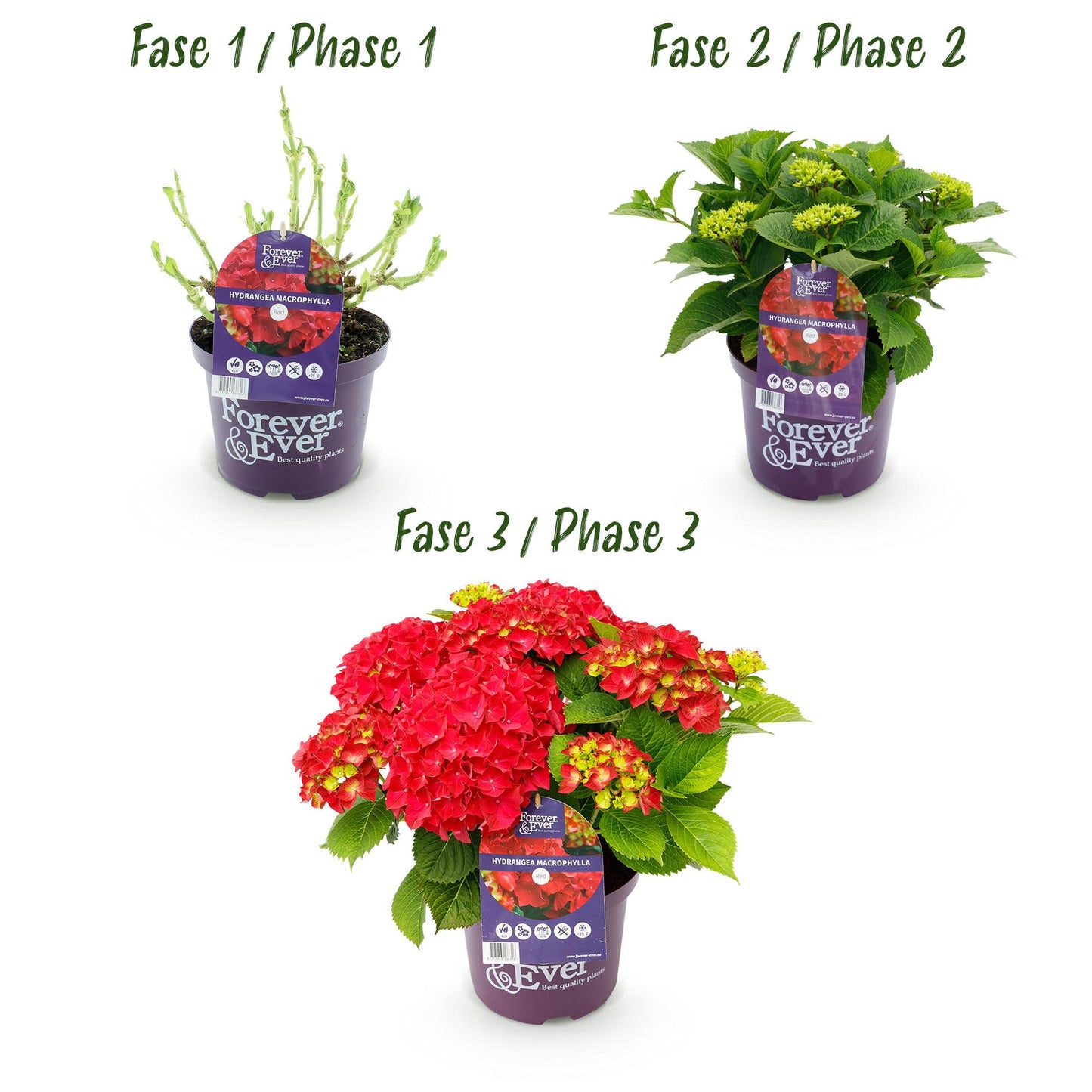 ❤️ Hydrangea Forever & Ever Rood – Hortensia | (2 stuks)