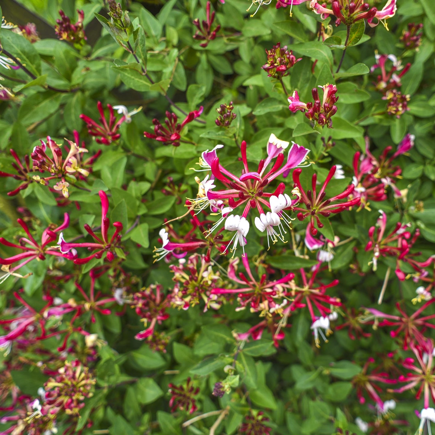 🌸 Lonicera serotina – Kamperfoelie (2 Stuks)