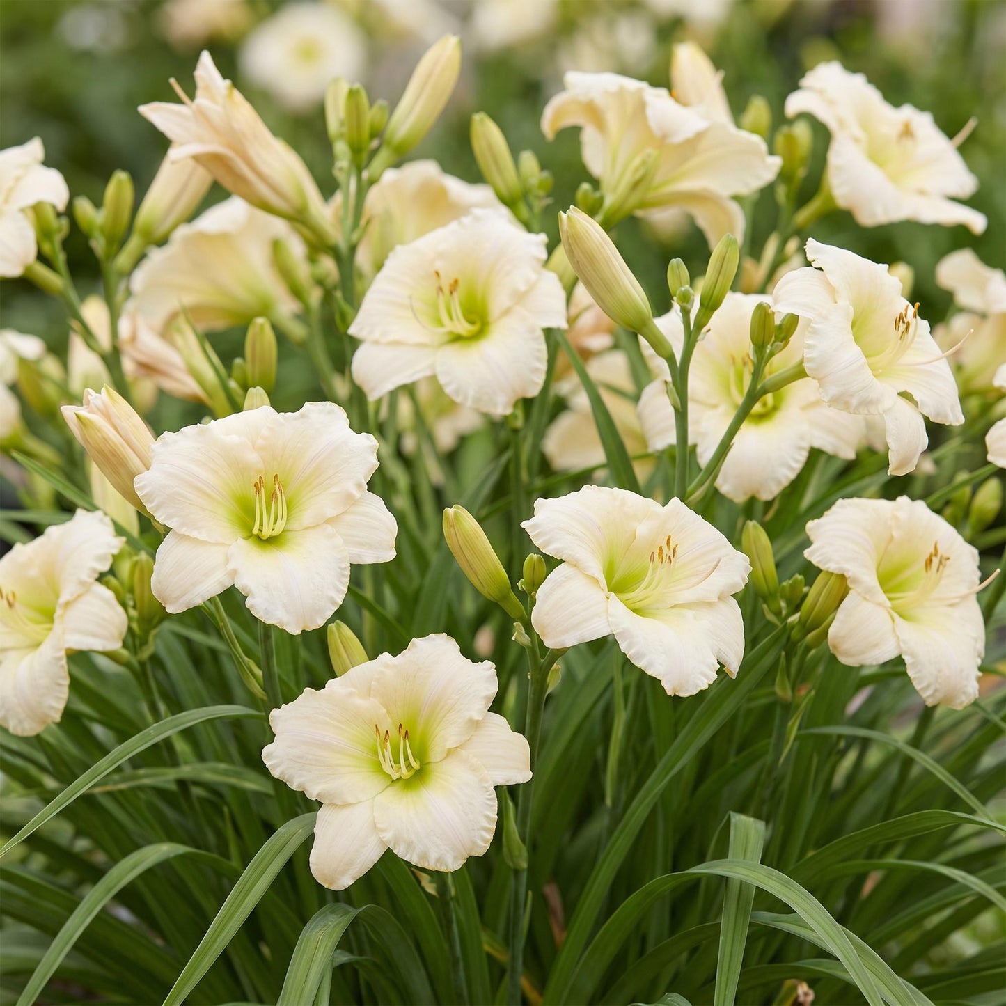 🌿 Hemerocallis 'Arctic Snow' – Crèmekleurige Daglelie | 3 stuks
