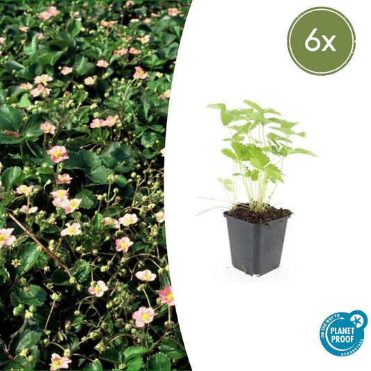 🍓 Fragaria vesca – Eetbare Aardbei – 6 Planten – Ø9 cm – ↕10–25 cm