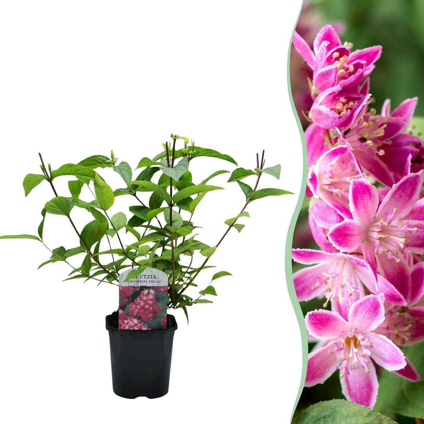 🌸 Deutzia hybrida ‘Strawberry Fields’ – Heester