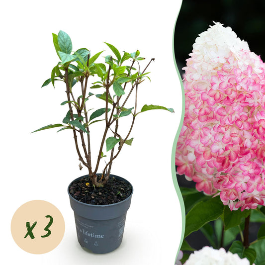 🌸 Hydrangea panniculata ‘Living Pink & Rose’ – Pluimhortensia | (3 stuks)