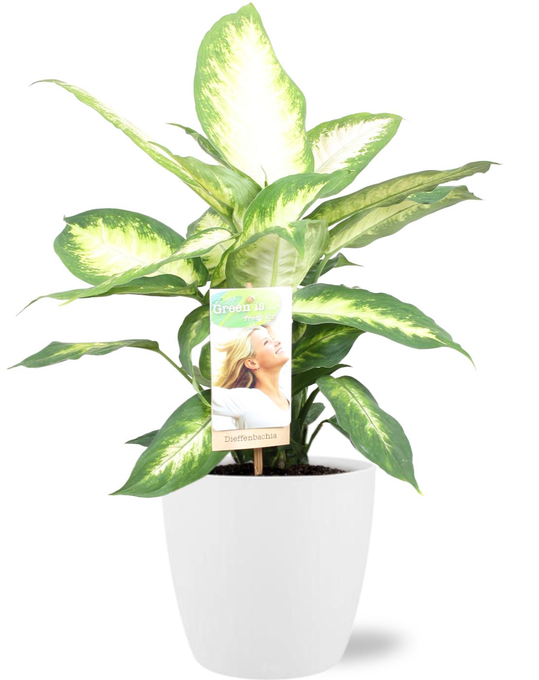 🌿 Dieffenbachia Camilla met Witte Brussels Pot