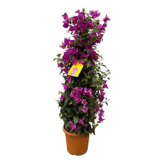 🌺 Bougainvillea Pyramide – Mediterrane Klimplant | Hoogte 80 cm