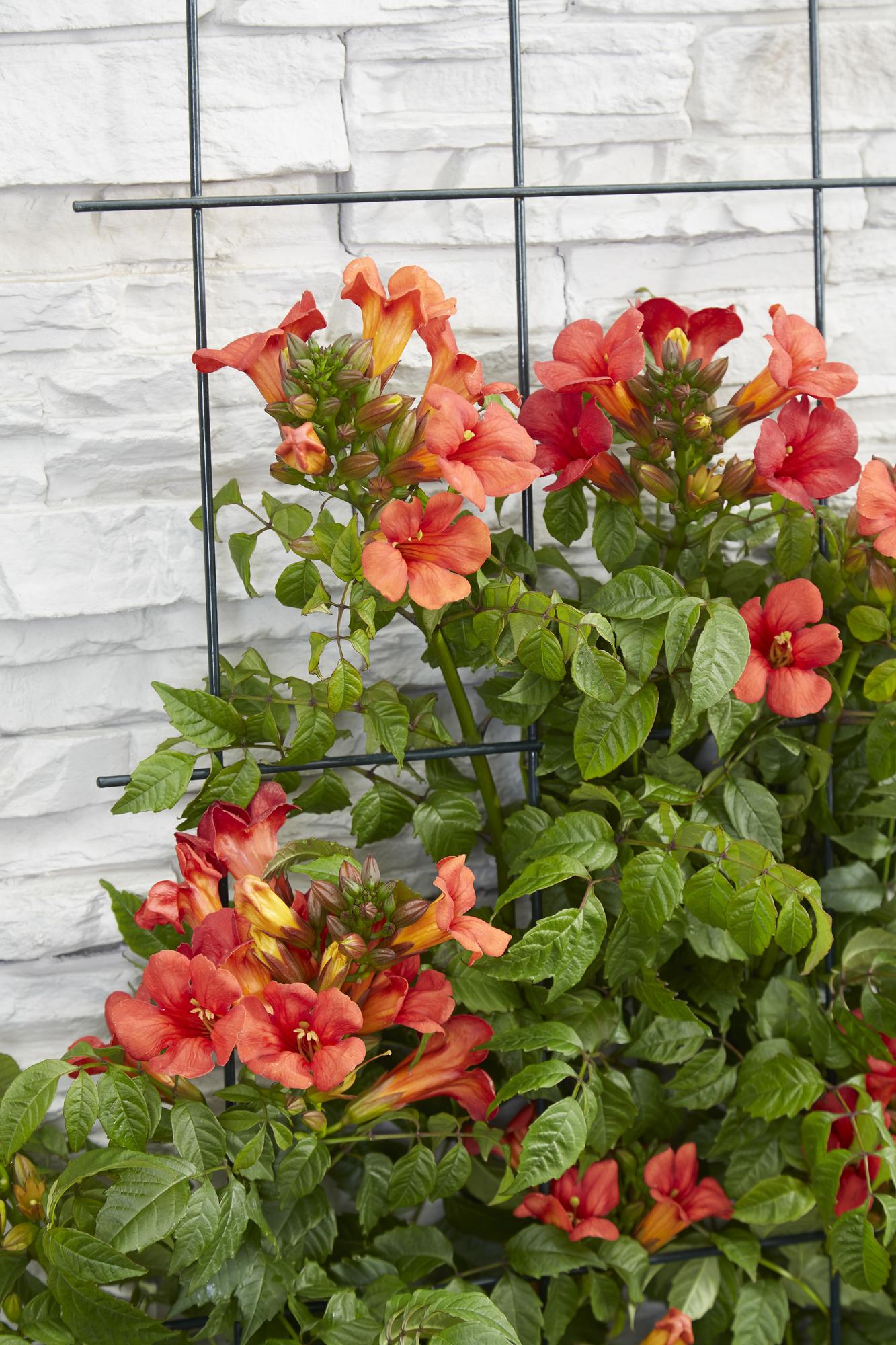 🌺 Campsis ‘Summer Jazz Fire Trumpet’ – Trompetbloem (2 Stuks)