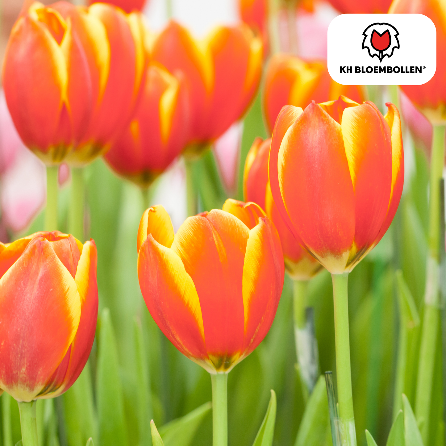 🌷 Tulpenbollen ‘Dow Jones’ – Rood-Geel Gestreepte Tulp (20 Stuks)