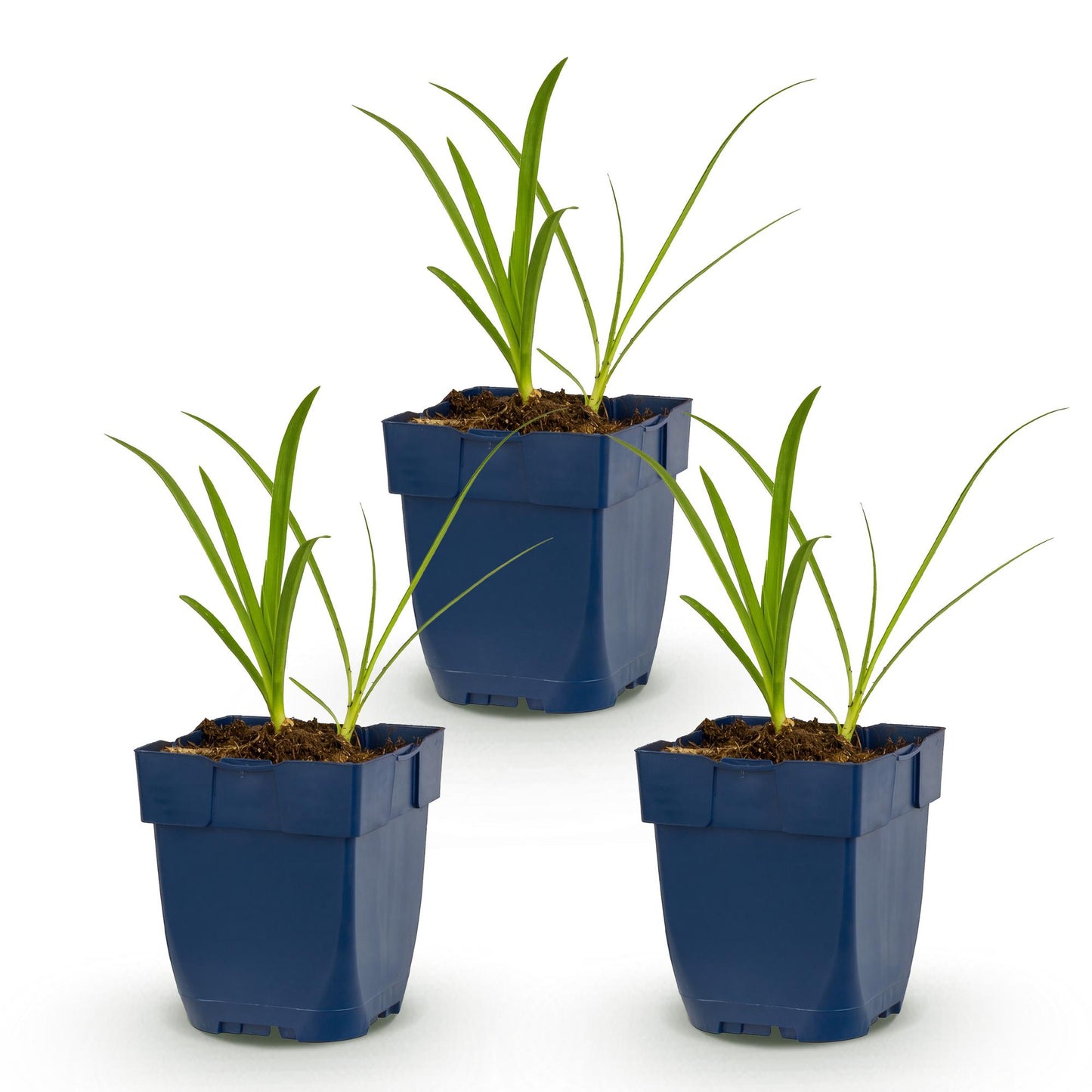 🌿 Agapanthus africanus 'Albus' – Witte Afrikaanse Lelie | 3 stuks