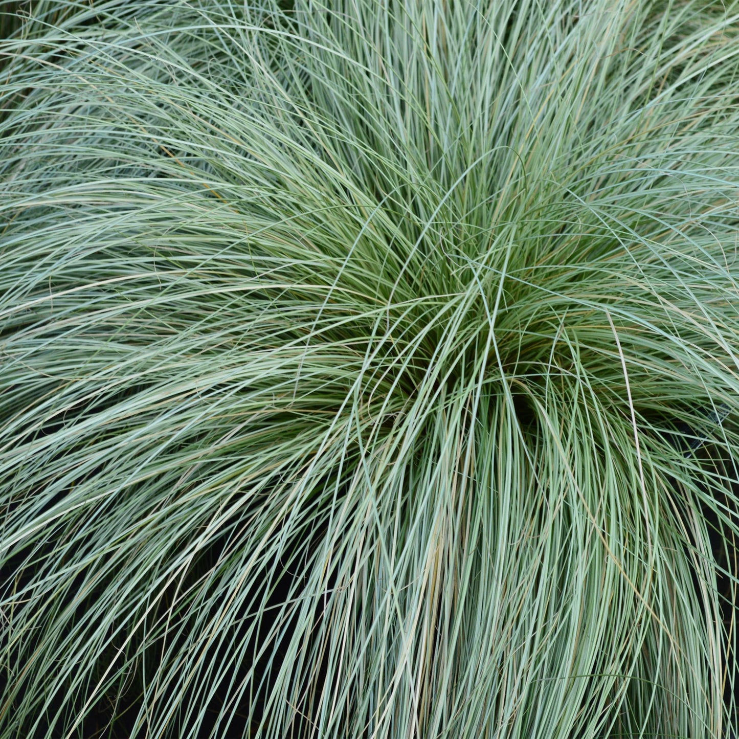 🌾 Carex comans ‘Frosted Curls’ – Siergras | (4 stuks)