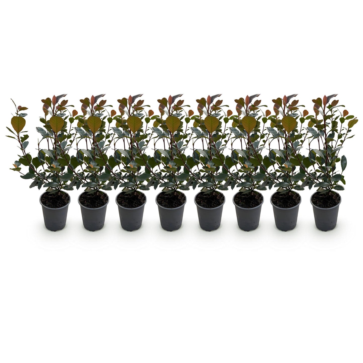 🌿 Photinia ‘Little Red Robin’ | Compacte Haagplant (8 Stuks)