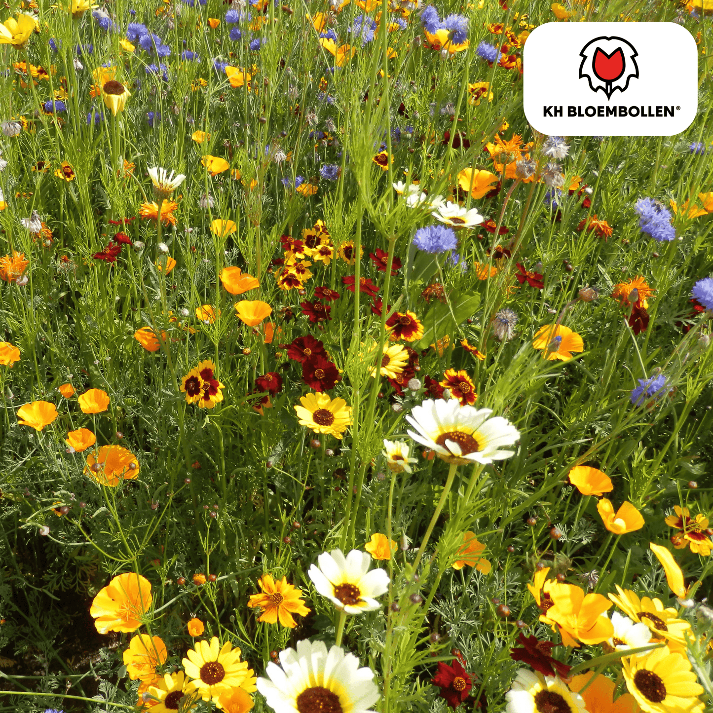 🌼 Wilde Bloemenzaad Mengsel – Bijen & Vlinders (100 g | 30–50 m²)