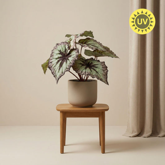 🌸 Begonia – Kunstplant in Pot (26 cm)
