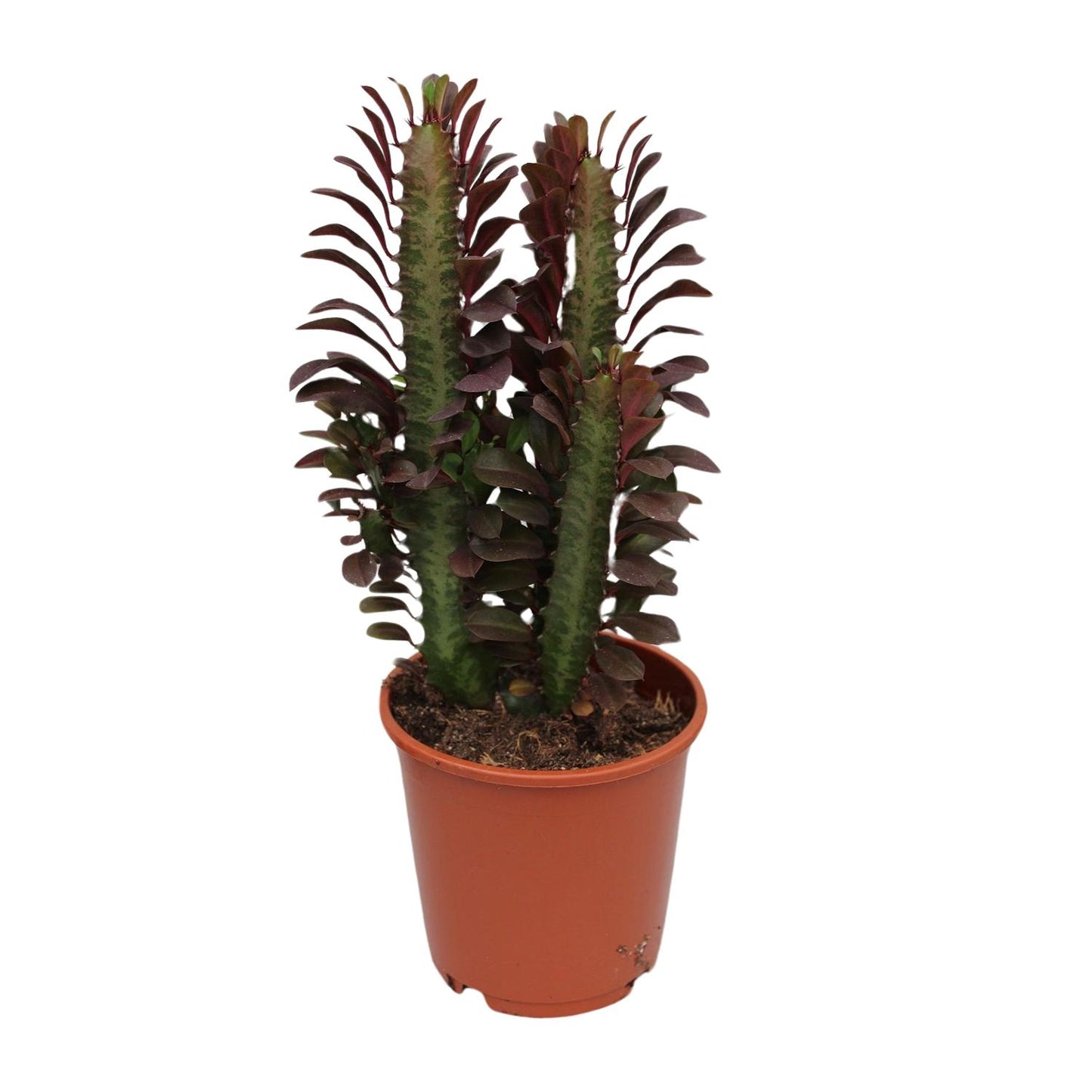 🌵 Euphorbia Trigona ‘Rubra’ | Afrikaanse Melkboom