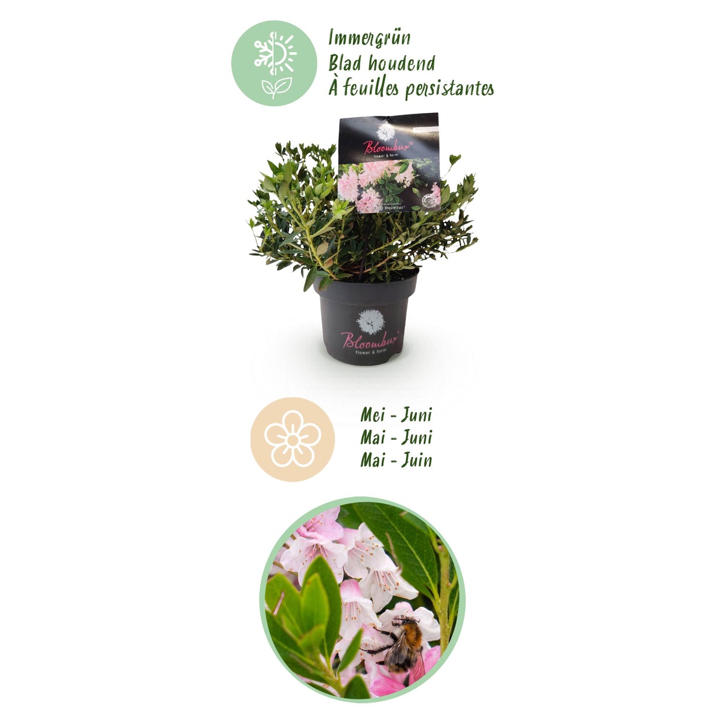 🌸 Rhododendron ‘Bloombux Light Pink’ – Dwerg Rhododendron | (4 stuks)