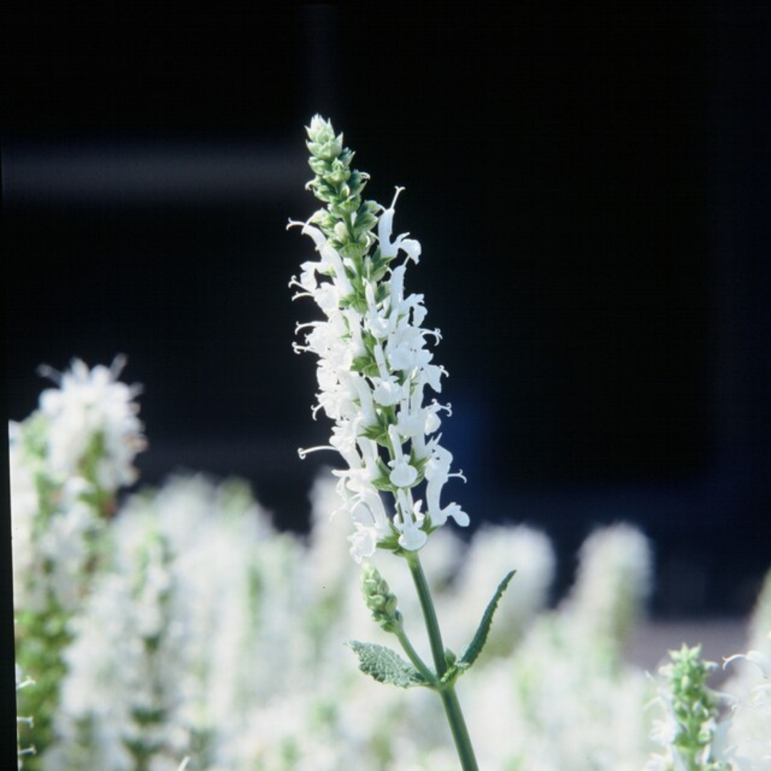 🤍 Salvia nemorosa ‘Schneehügel’ – Witte Vaste Salie | (6 stuks)