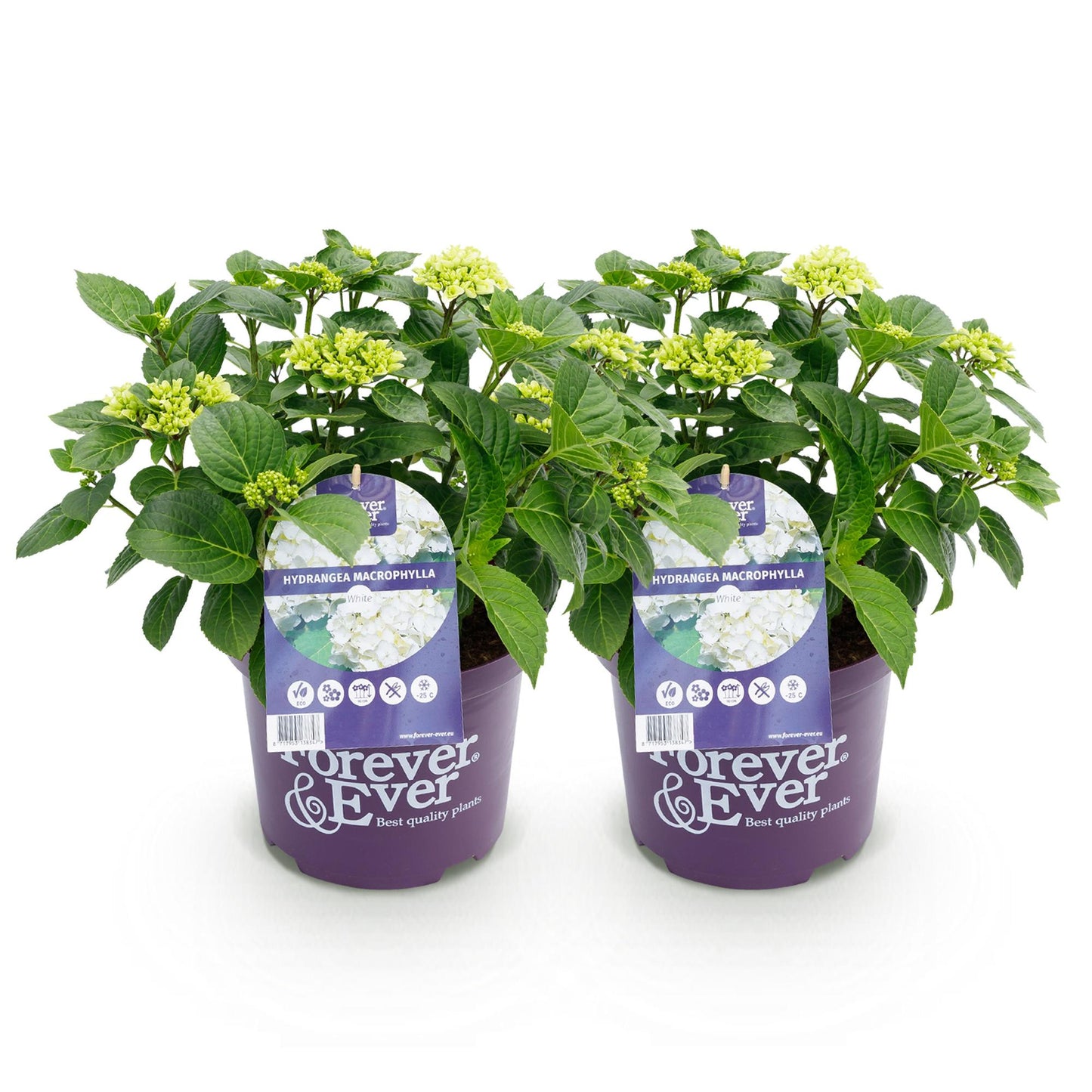 🤍 Hydrangea Forever & Ever Wit – Hortensia | (2 stuks)