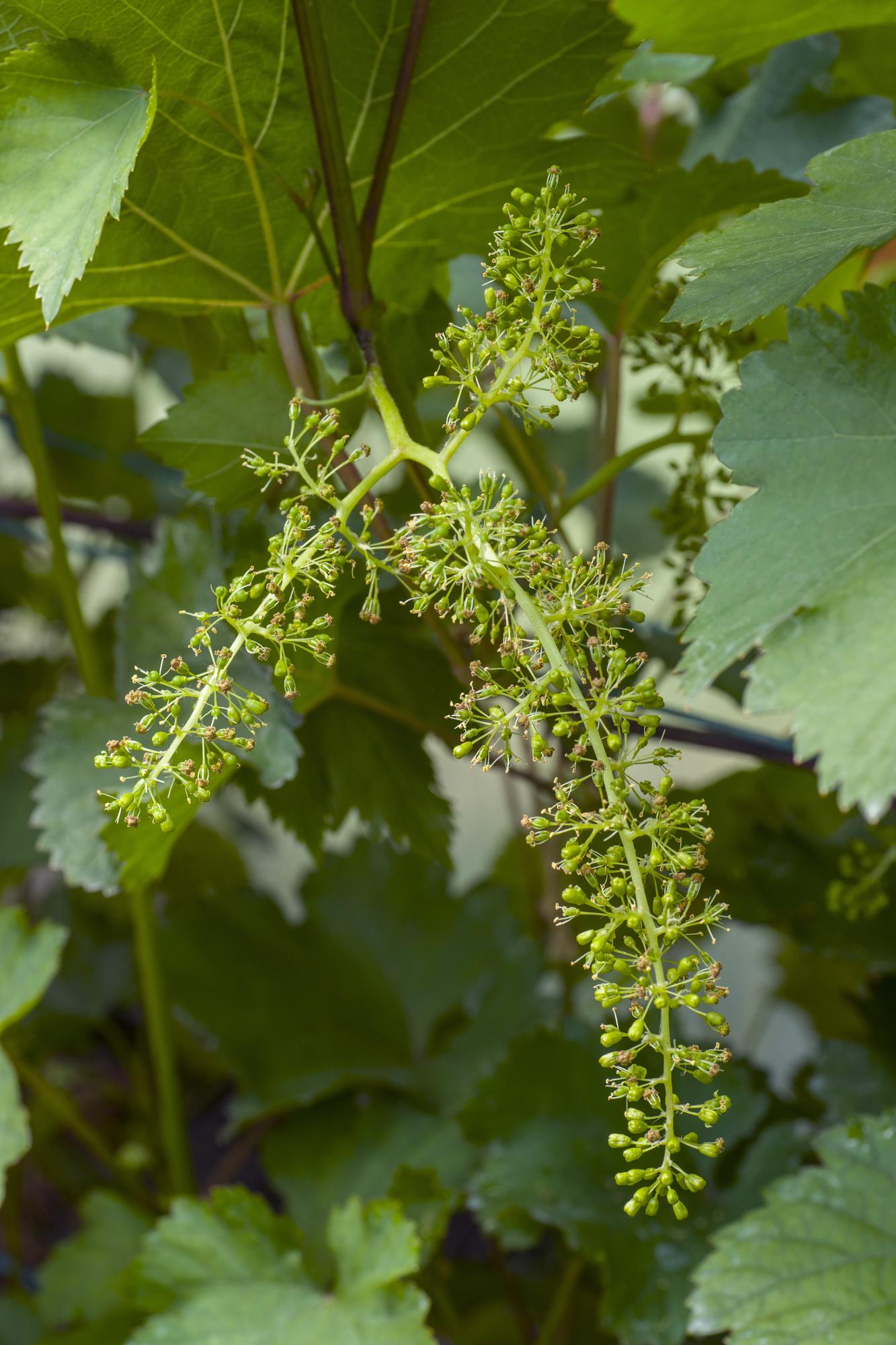 🍇 Vitis vinifera ‘Johanniter’ – Witte Druif
