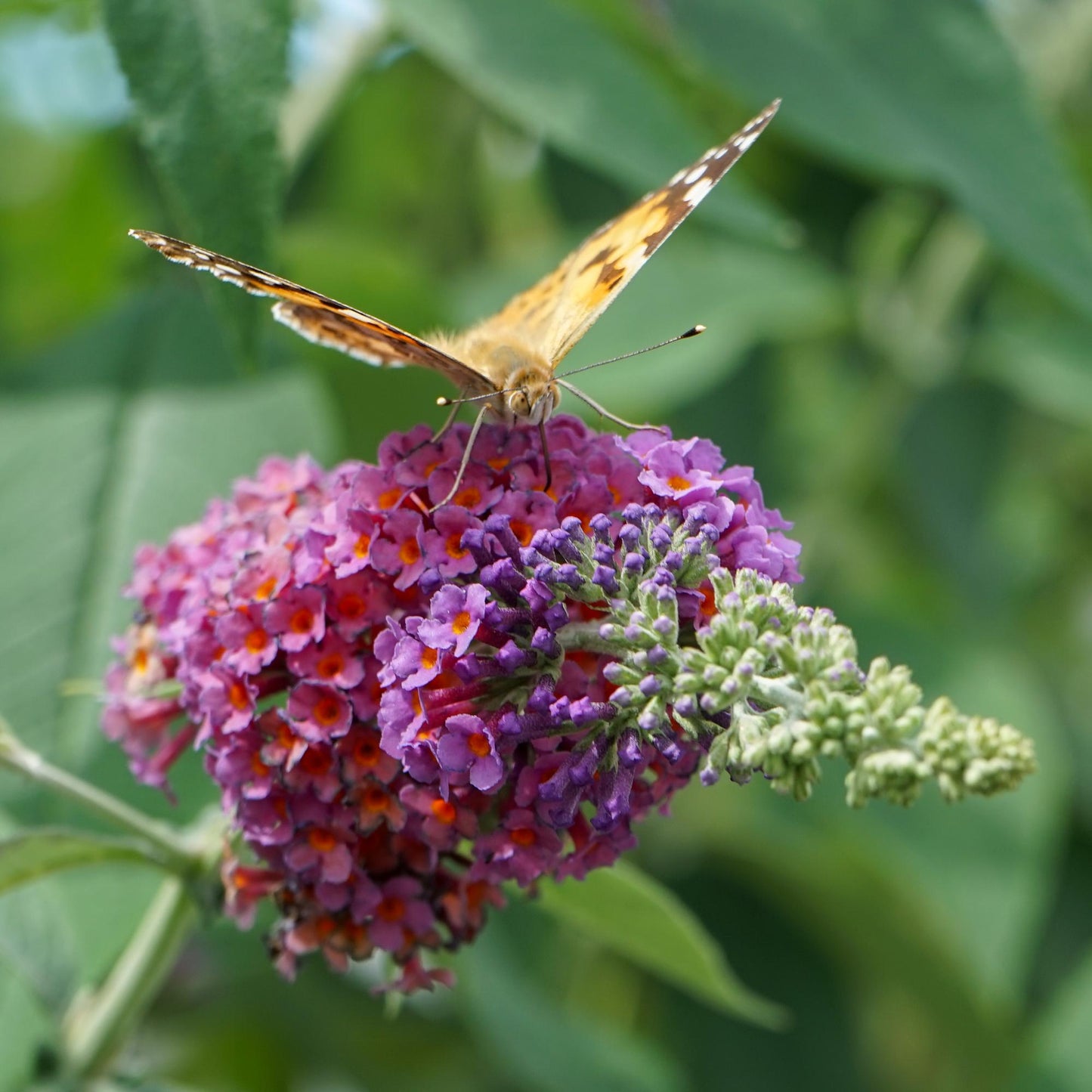 🦋 Buddleja davidii ‘Flower Power’ – Vlinderstruik