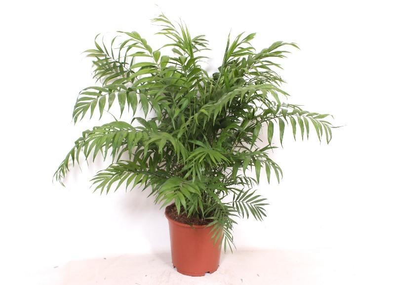 🌴 Chamaedorea Elegans – Mexicaanse Bergpalm