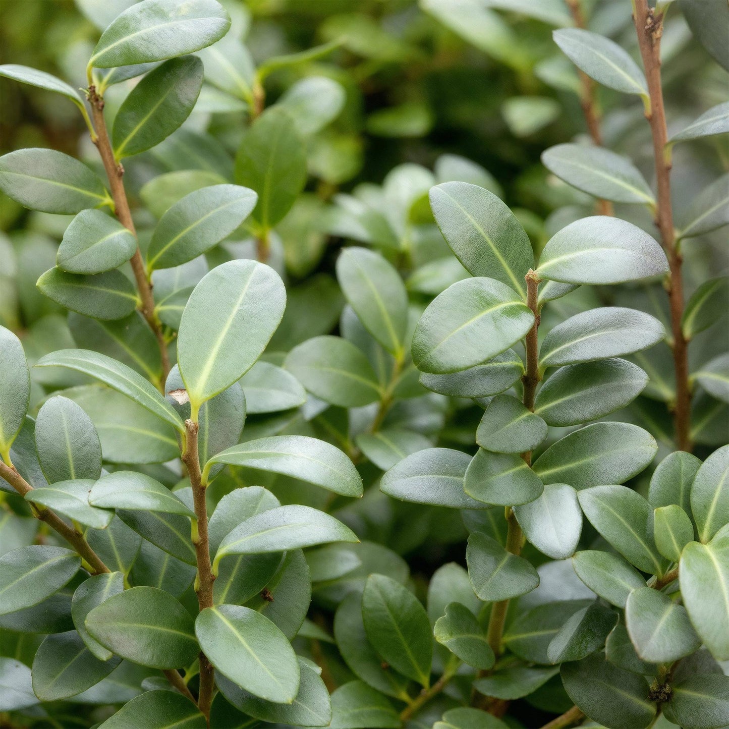 🌿 Ilex crenata ‘Caroline Upright’ | Buxus Vervanger Haag (8 Stuks)