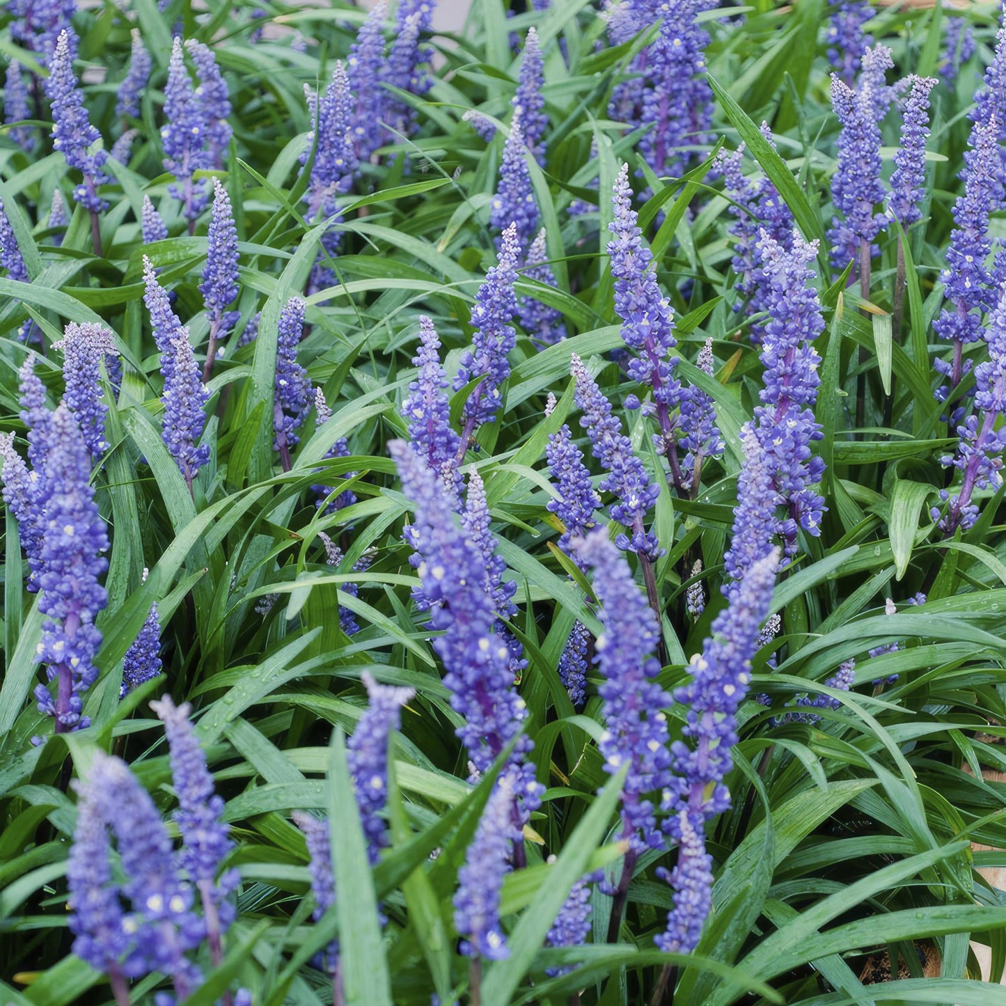 🌿 Liriope ‘Big Blue’ – Wintergroene Bloeiende Bodembedekker (24 stuks)