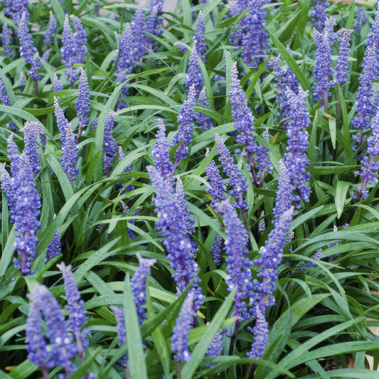 🌿 Liriope ‘Big Blue’ – Wintergroene Bloeiende Bodembedekker (24 stuks)