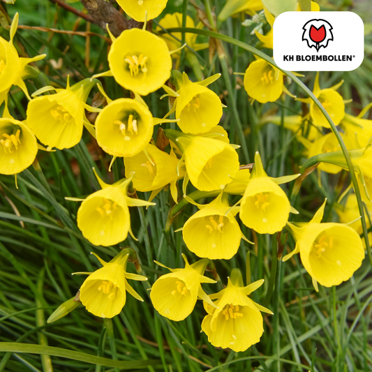 🌼  Narcis ‘Golden Bells’  Stralende Lentefavoriet (25 stuks)
