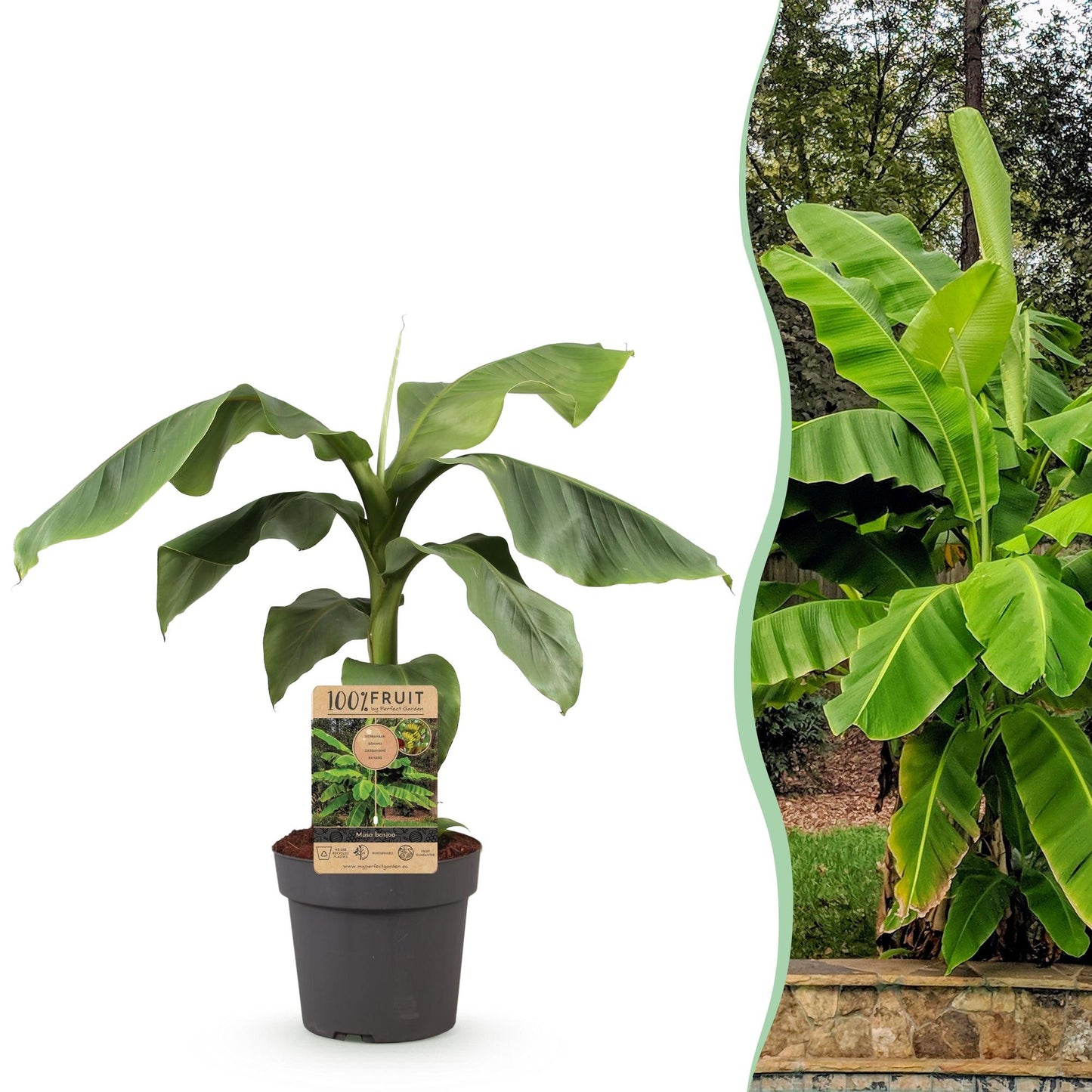🌴 Musa basjoo – Japanse Vezelbanaan | Winterharde Bananenplant