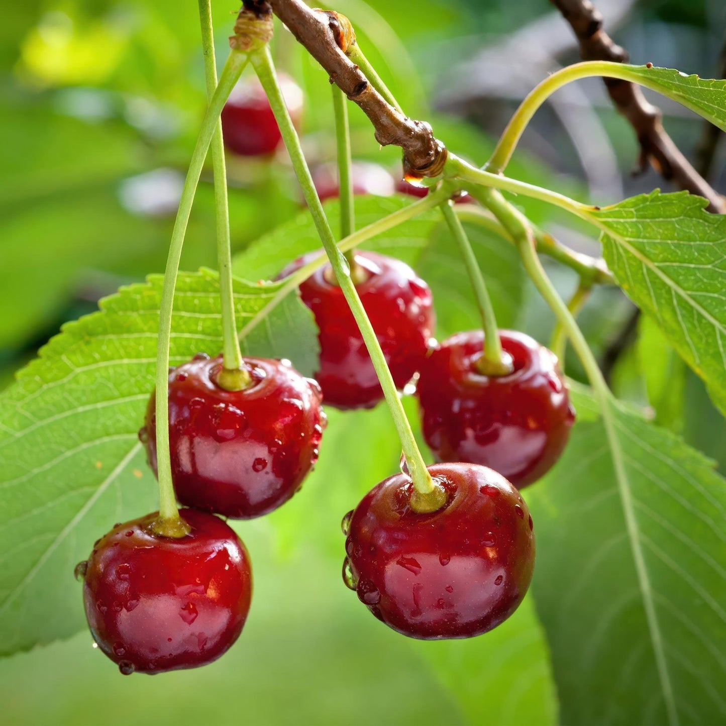 🍒 Prunus avium ‘Regina’ – Kersenboom