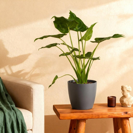 🌿 Alocasia Cucullata | Boeddha’s Hand met Grijze Pot