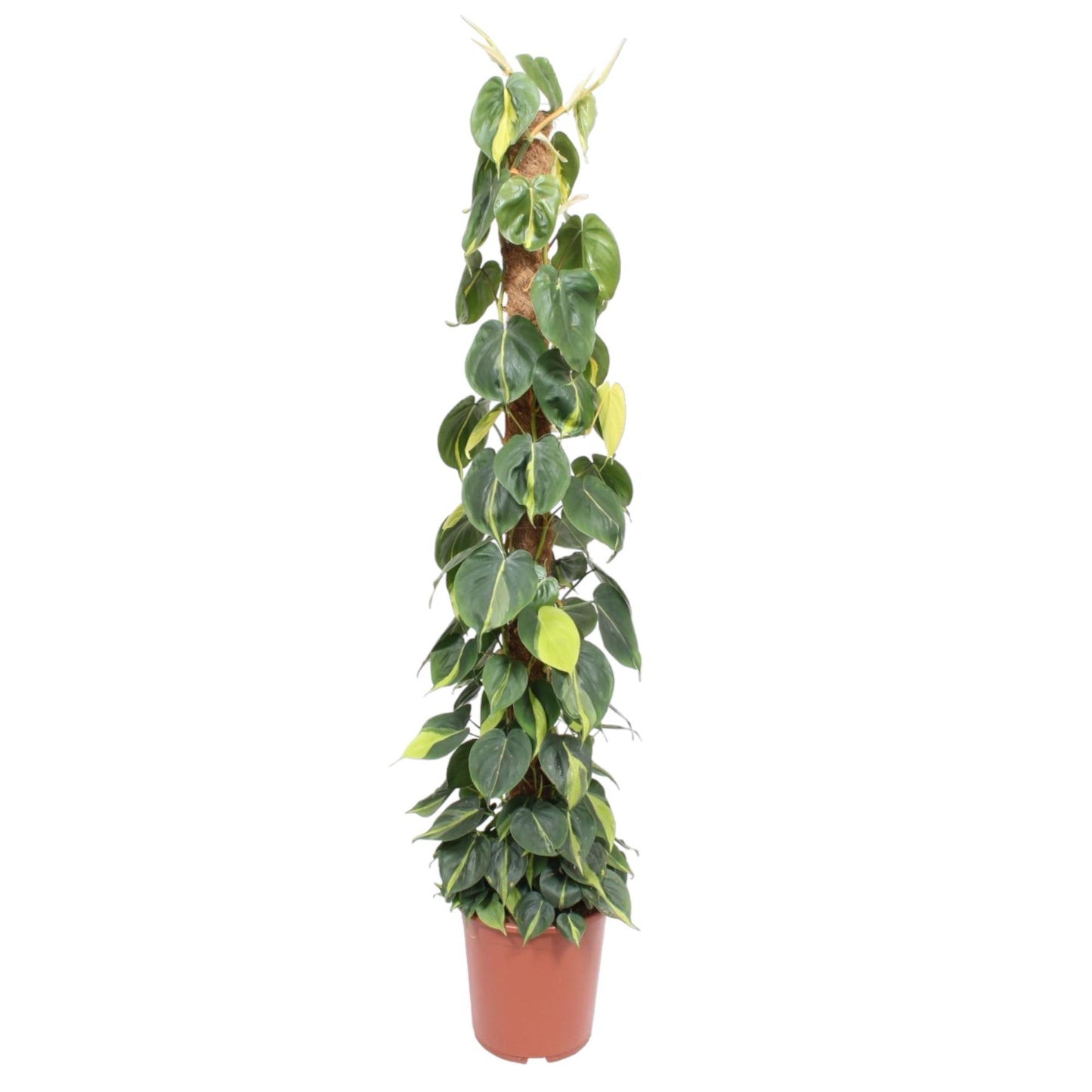 🌿 Philodendron Scandens Brasil | Grote Klimplant met Mosstok