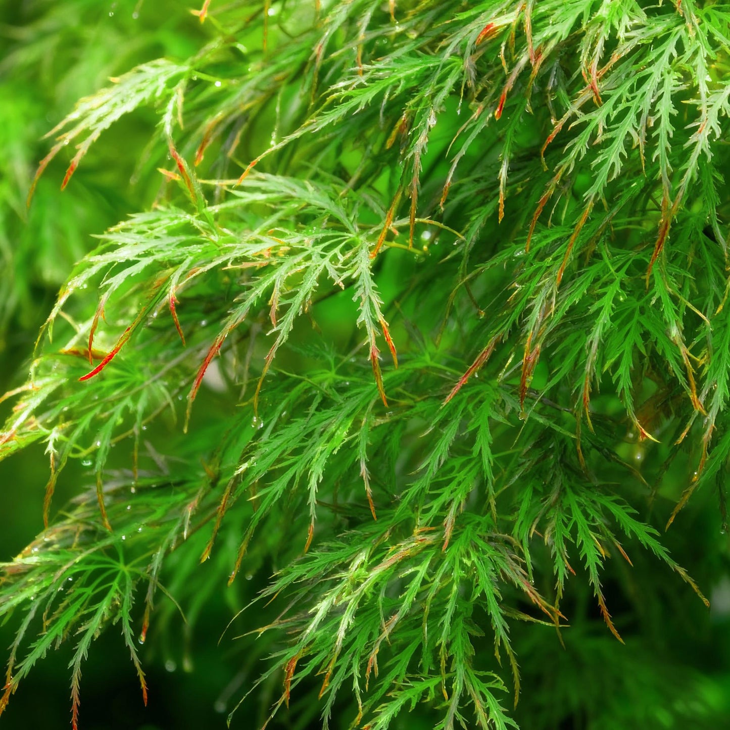 🍁 Acer palmatum ‘Emerald Lace’ – Groene Japanse Esdoorn | (3 stuks)