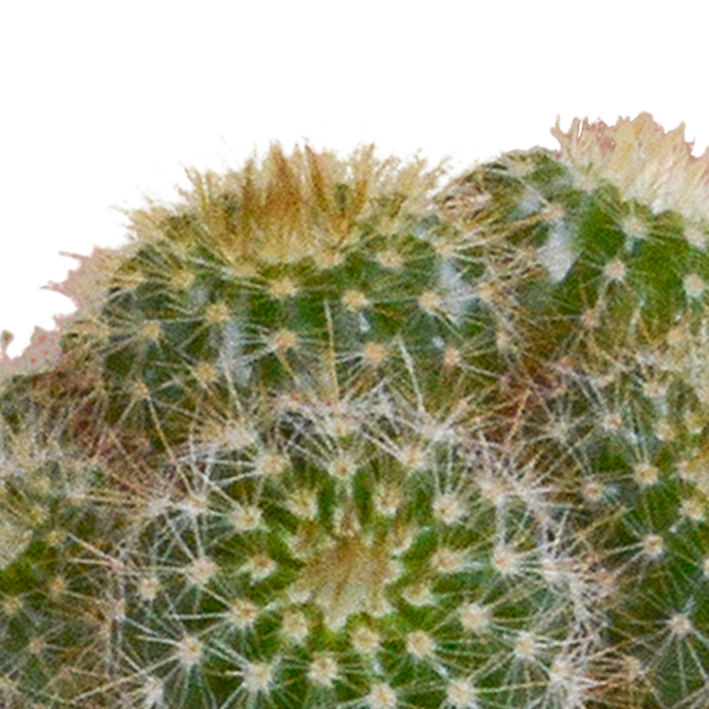 🌵 Cactus & Vetplanten Mix –  In witte pot (15 stuks)