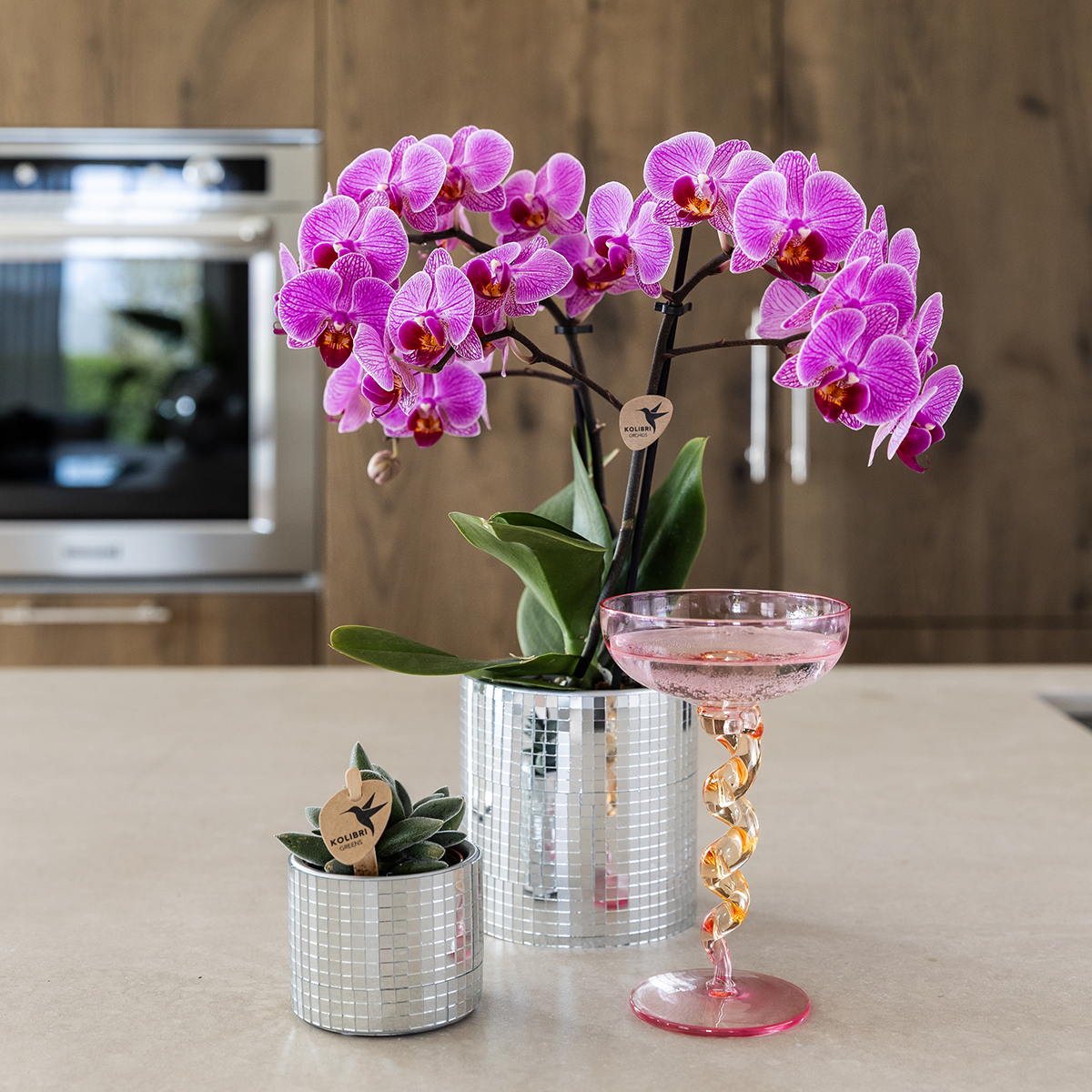 💜 Kolibri Company Plantenset Disco | Paarse Vienna Orchidee Ø9cm + Succulent in Keramieken Sierpotten