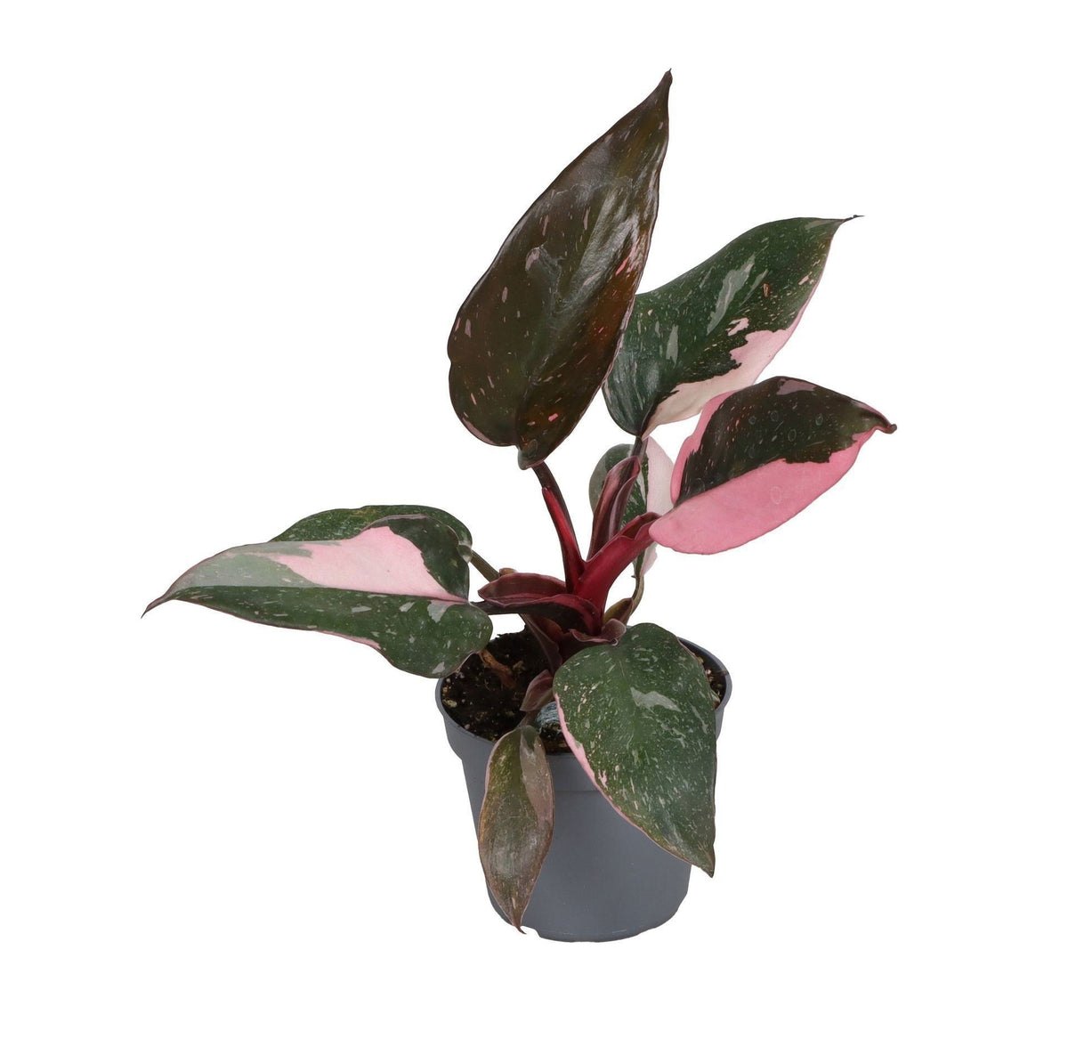 🌸 Philodendron ‘Pink Princess Marble’ – Roze bonte kamerplant