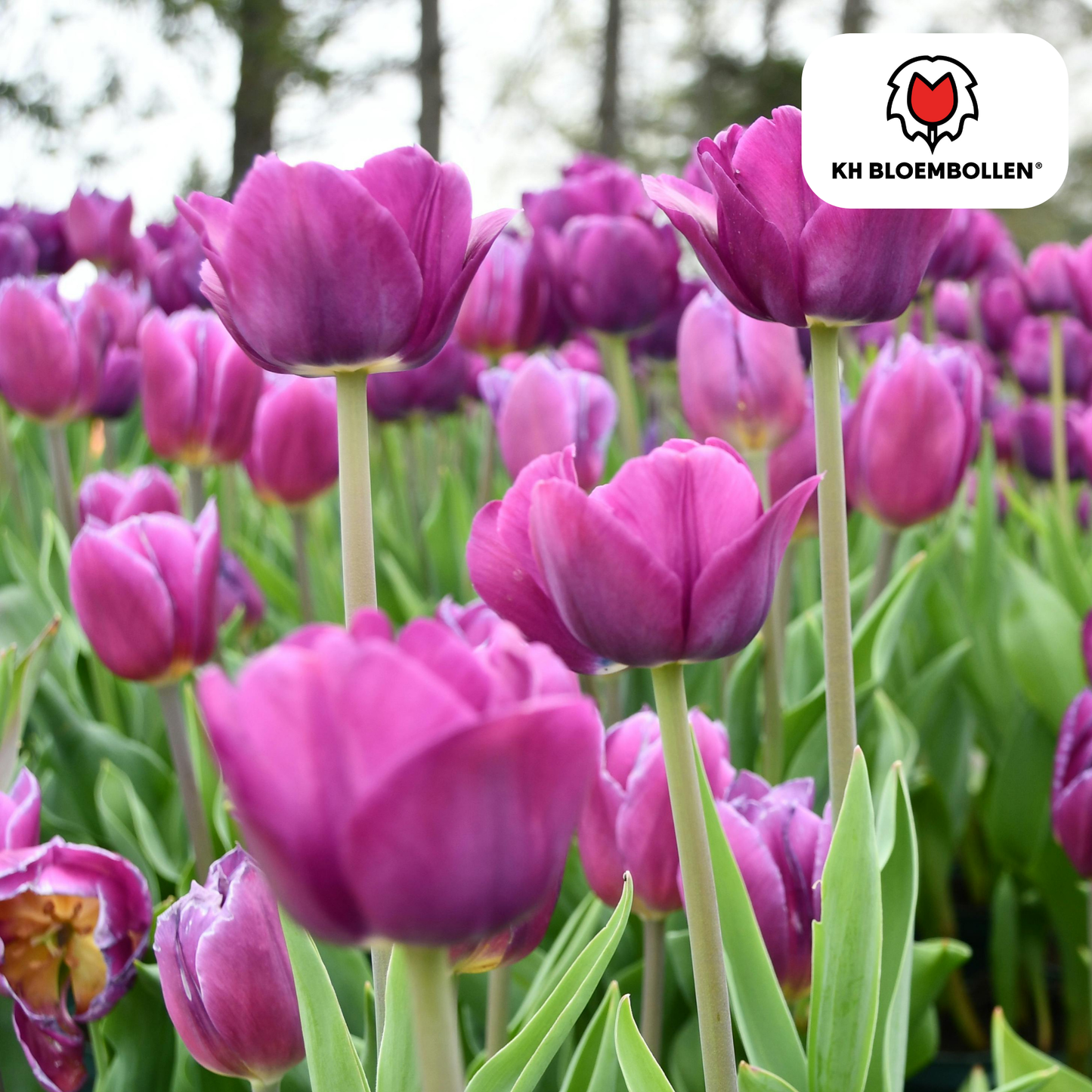 🌷 Tulpenbollen ‘Purple Prince’ – Paarse Tulp (20 Stuks)