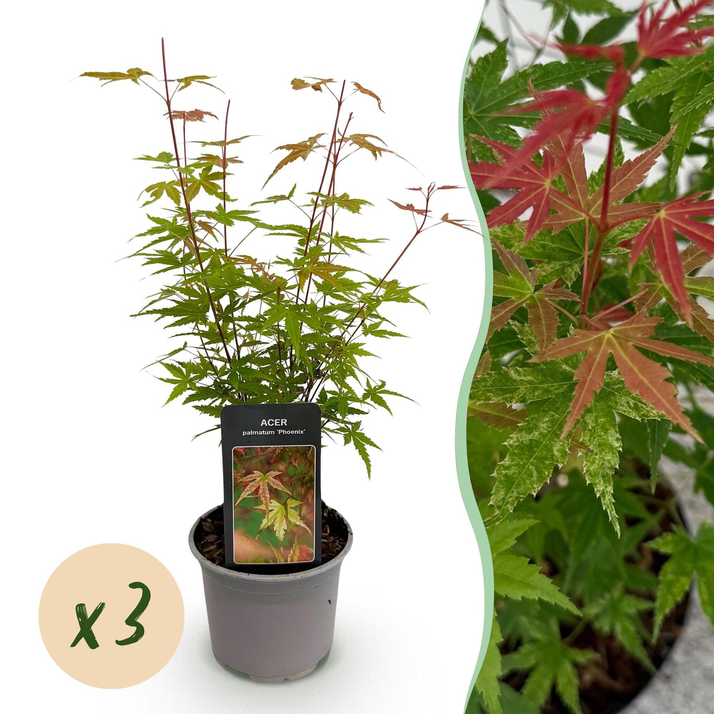 🍁 Acer palmatum ‘Phoenix’ – Japanse Esdoorn Roze (3 stuks)