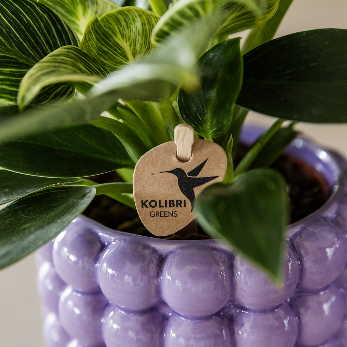 🌸 Plantenset ‘Poppy Paars’ | Orchidee & Groene Plant met Potten