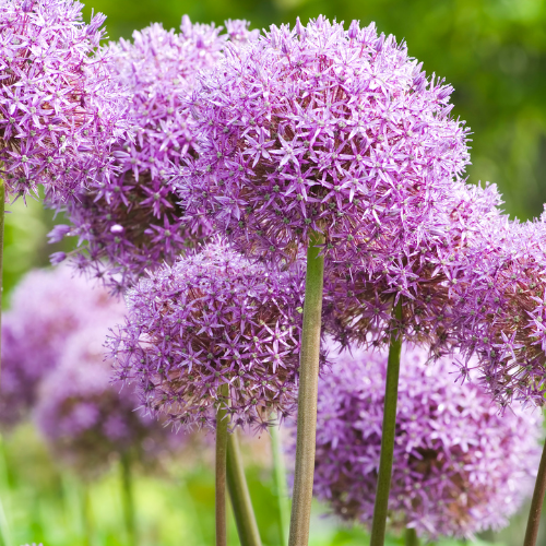 🌿 Allium ‘Globemaster’ – Paarse Sierui (5 Bollen)