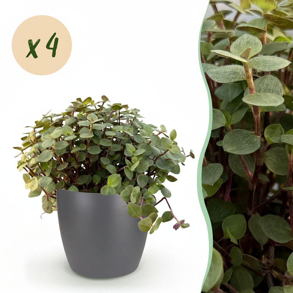 🌿 Callisia repens – Kattengras | (4 stuks)