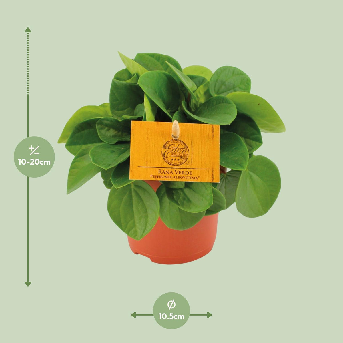🌿 Peperomia Rana Verde