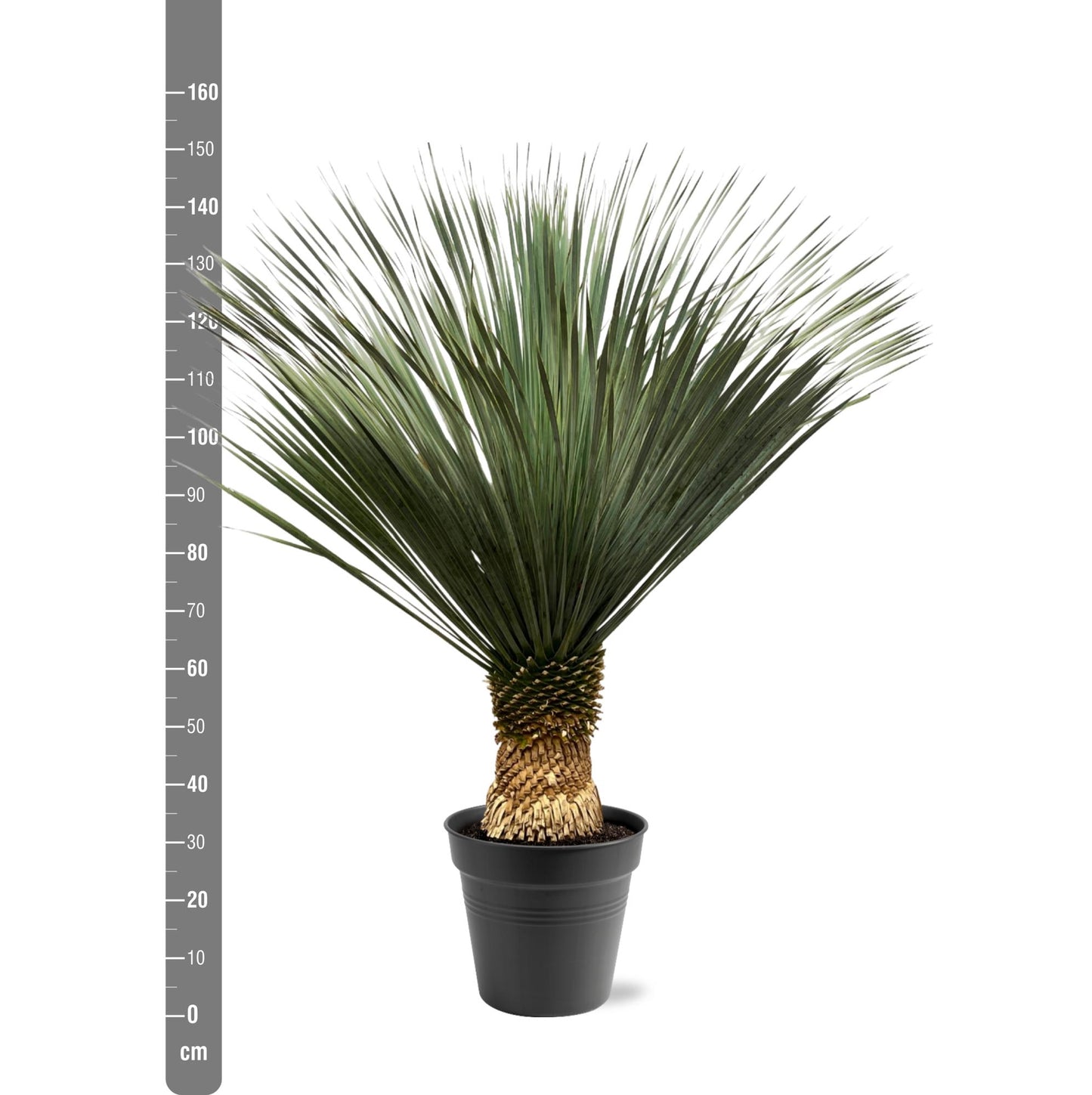 🌵 Yucca Rostrata – Blauwe Palmlelie