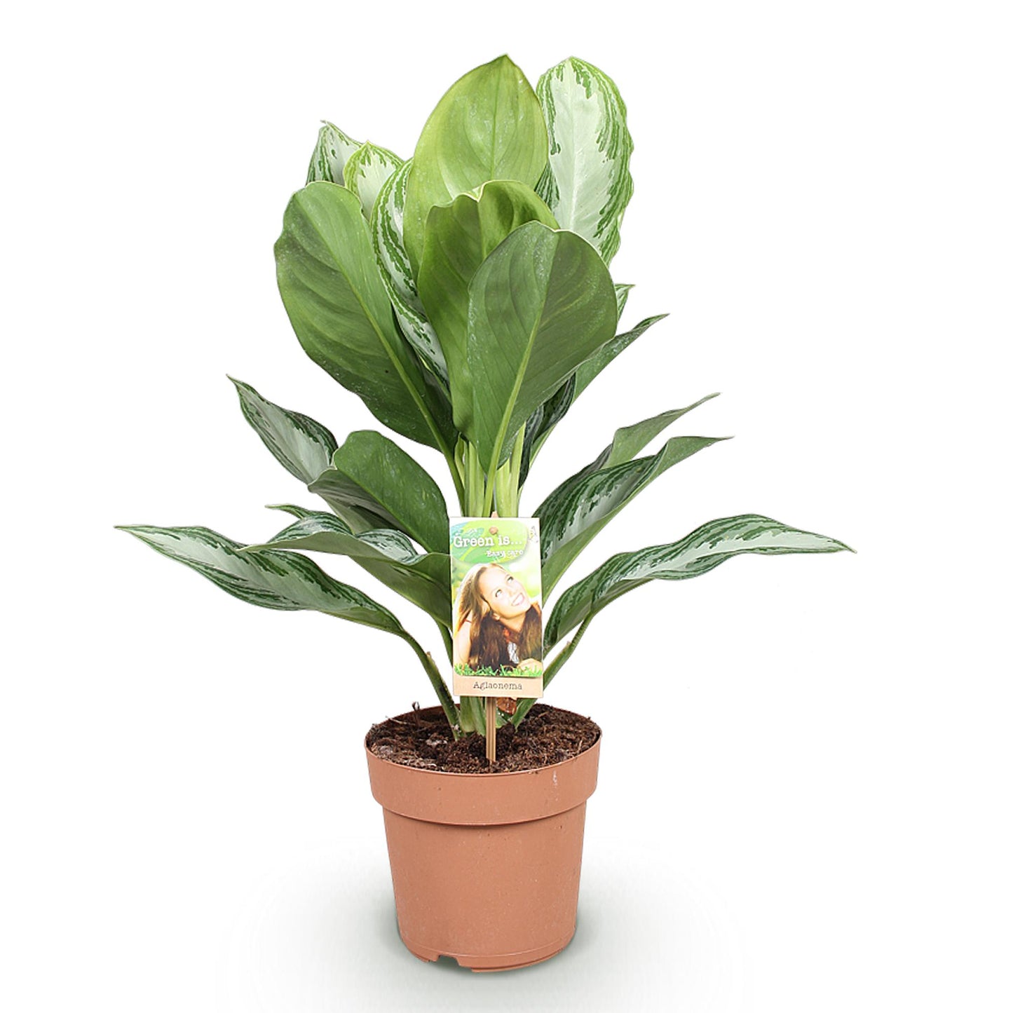🌿 Aglaonema ‘Silver Bay’ | Zilverblad Kamerplant