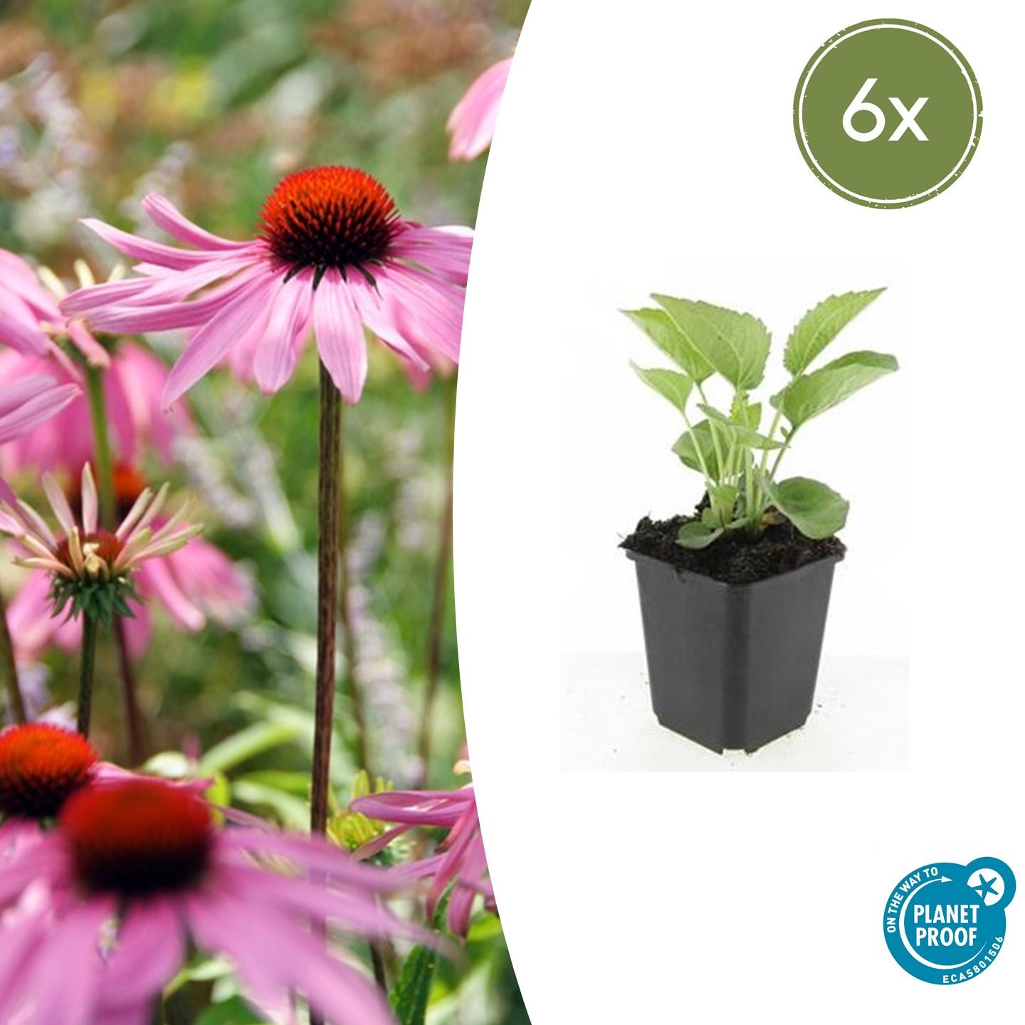 🌸 Echinacea purpurea ‘Magnus’ – Zonnehoed (6 Stuks)